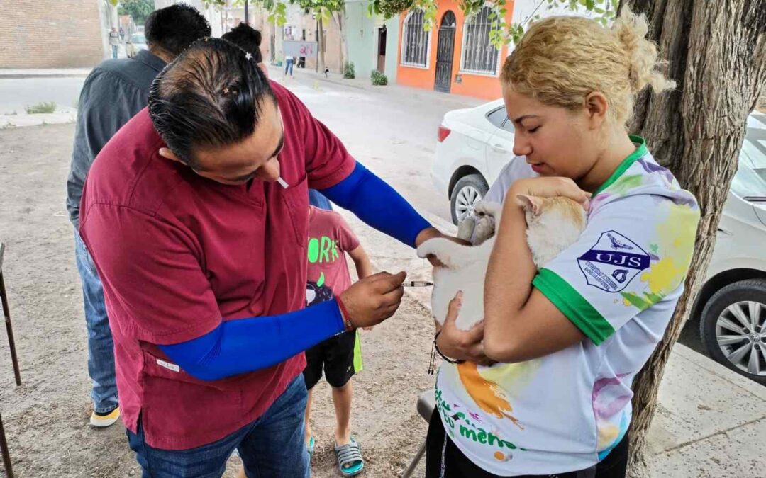 EL ESTADO REALIZÓ MÁS DE 20 MIL ESTERILIZACIONES DE PERROS Y GATOS EN 2024• El Centro de Control de Rabia y otras Zoonosis, realiza esterilizaciones durante todo el año de forma gratuita