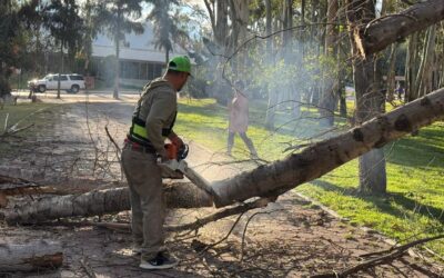 GOBIERNO DEL ESTADO ATIENDE AFECTACIONES EN LOS TANGAMANGA POR FUERTES VIENTOS• Activaron las labores de evaluación y limpieza, priorizando la seguridad y bienestar de las y los visitantes